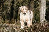 BERGER AUSTRALIEN PUPPIES 595